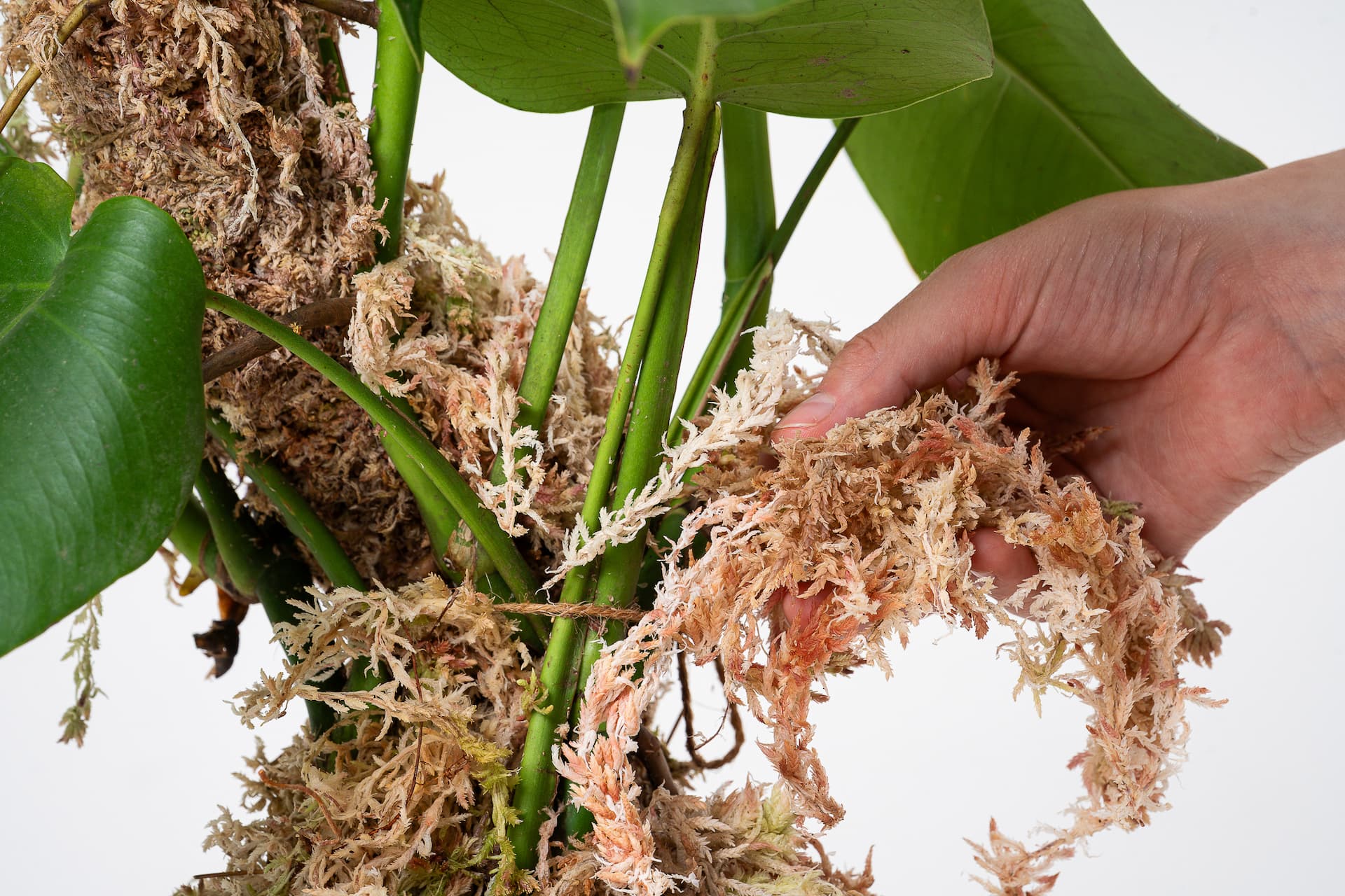 Premium Sphagnum Moss for plants and terrariums